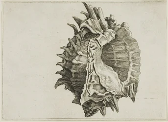 Murex de boca rosa (phyllonotus erythrostomus)