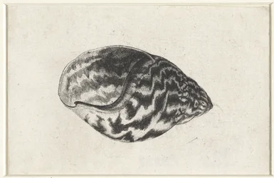 Shell, Achatina Achatina Conchas (título da série)