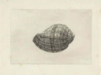 Schelp, harpa major
Schelpen (título da série)
