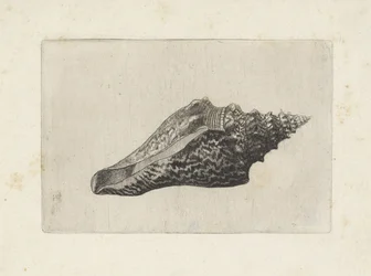 Concha, hemifusus ternatanus Conchas (título da série)