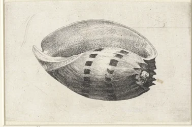 Esquema, ânfora de melo
Schelpen (título da série)