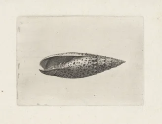 Schelp, mitra papalis
Schelpen (título da série)