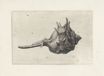 Schelp, murex brevispina
Schelpen (título da série)