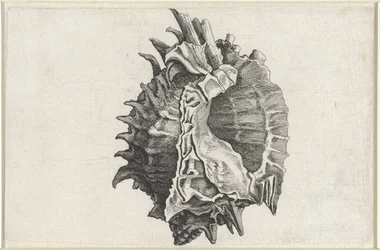Schelp, phyllonotus erythrostomus
Schelpen (título da série)