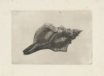 Schelp, trapézio pleuroploca
Schelpen (título da série)