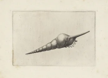 Schelp, tibia fusus melanocheilus
Schelpen (título da série)