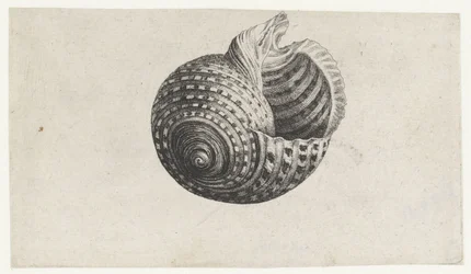 Schelp, tonna dolium
Schelpen (título da série)