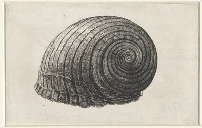 Schelp, tonna galea
Schelpen (título da série)
