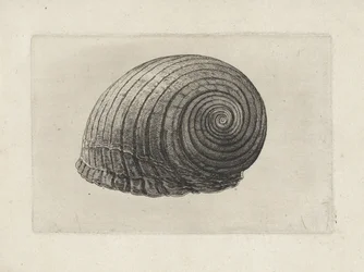 Schelp, tonna galea
Schelpen (título da série)