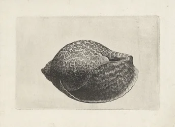 Schelp, tonna perdix
Schelpen (título da série)