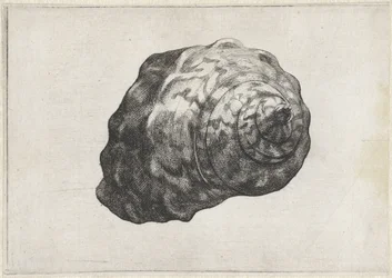 Shell, turbo sarmaticus Conchas (título da série)