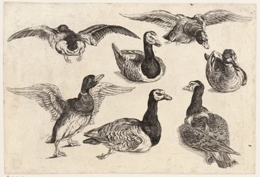 Sete patos