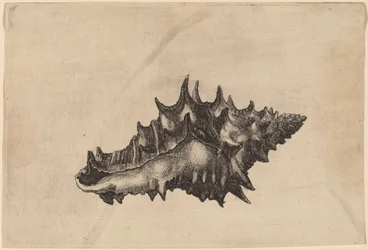Concha (Vasum ceramicum)
