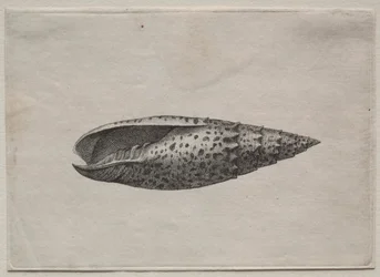 Conchas: Mitra papalis L