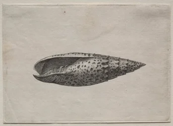 Shell: Mitra obtenção de 50 c. 1640.