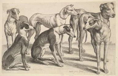 Seis cães, 1646.
