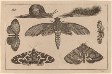 Seis insetos, uma lagarta e um caracol