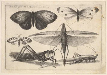 Seis insetos, 1646.