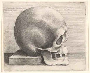 Crânio no perfil para a direita, 1645.