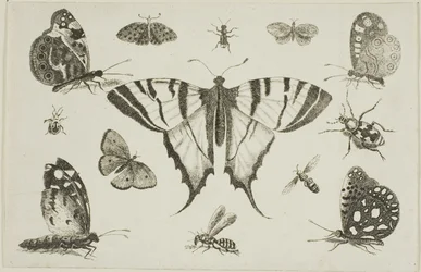 Borboleta-cauda-de-andorinha e outros doze insetos