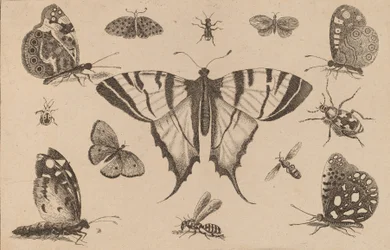 Borboleta-cauda-de-andorinha e outros doze insetos.