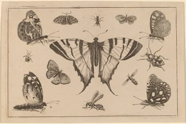 Borboleta-cauda-de-andorinha e outros doze insetos
