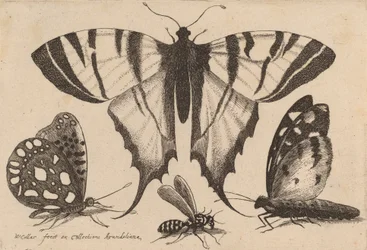 Three Butterflies and a Wasp, 1646.