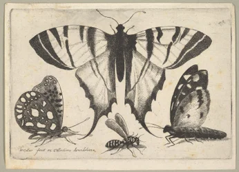 Três borboletas e uma vespa, 1646.