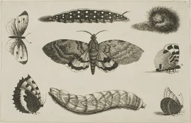 Três lagartas, uma mariposa e quatro borboletas