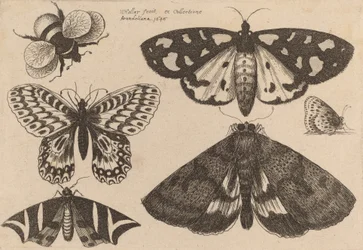 Three Moths, Two Butterflies, and a Bumble Bee, 1646.