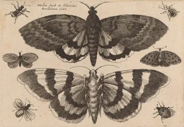 Duas Traças e Seis Insectos, 1646.