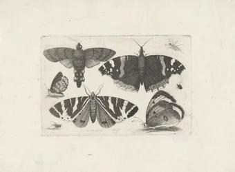 Quatro borboletas, uma mariposa, dois besouros e uma mosca