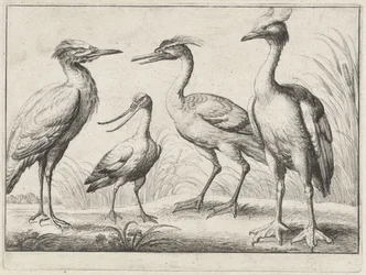 Quatro aves pernalta
Várias aves (título da série)