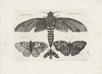 Borboletas e uma mariposa Insetos (título da série) Muscarum Scarabeorum (título da série)