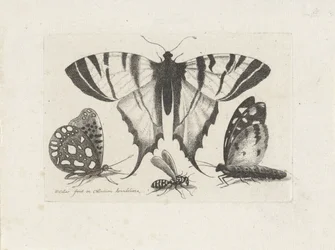 Borboletas e uma vespa
Insectos (título da série)
Muscarum Scarabeorum (título da série)