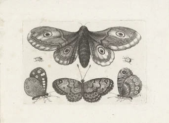 Borboletas, besouros e uma mariposa Insetos (título da série) Muscarum Scarabeorum (título da série)