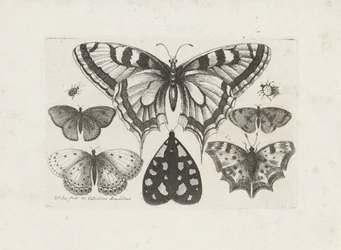 Borboletas, besouros e uma mariposa Insetos (título da série) Muscarum Scarabeorum (título da série)