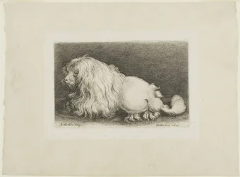 Cachorro branco