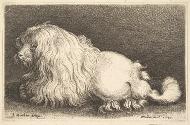 Cão branco, 1649.
