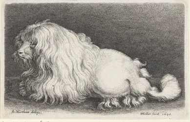 cachorro branco