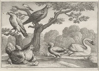 Cisne, frango com pintinhos e outros pássaros Pássaros diferentes (título da série)