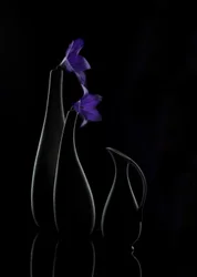 Vasos «Purple Bloom»