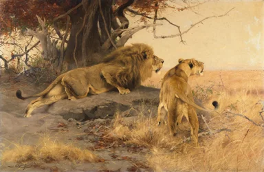 Um leão e uma leoa na savana