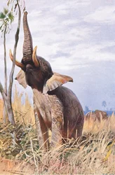 Elefante africano, ilustração fromWildlife of the World, c.1910