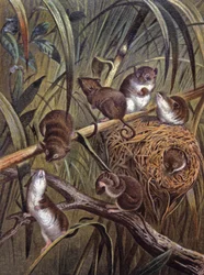 Ratos anões africanos