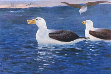 Albatroz, ilustração da vida selvagem do mundo, c.1910