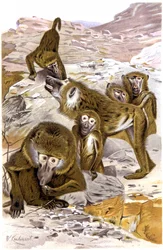 Babuínos