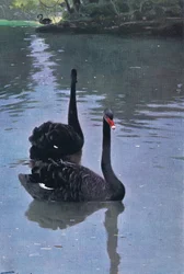Cisne-negro, ilustração de Vida selvagem do mundo, c. 1910