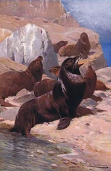 Leão marinho californiano, da vida selvagem do mundo, publicado por Frederick Warne & Co, c.1900