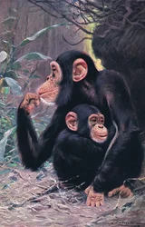 Chimpanzé, ilustração da vida selvagem do mundo, c.1910
